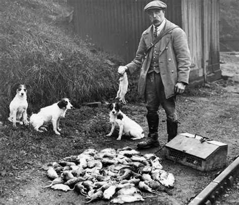 rat catchers blandford